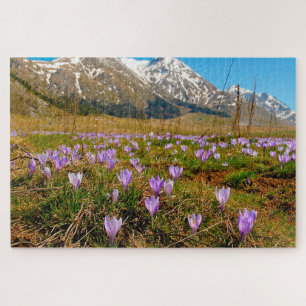 Jigsaws Krokusse Abruzzo Gran Sasso Italien.