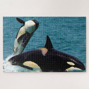 Jigsaws Orcas oder Killer Whales