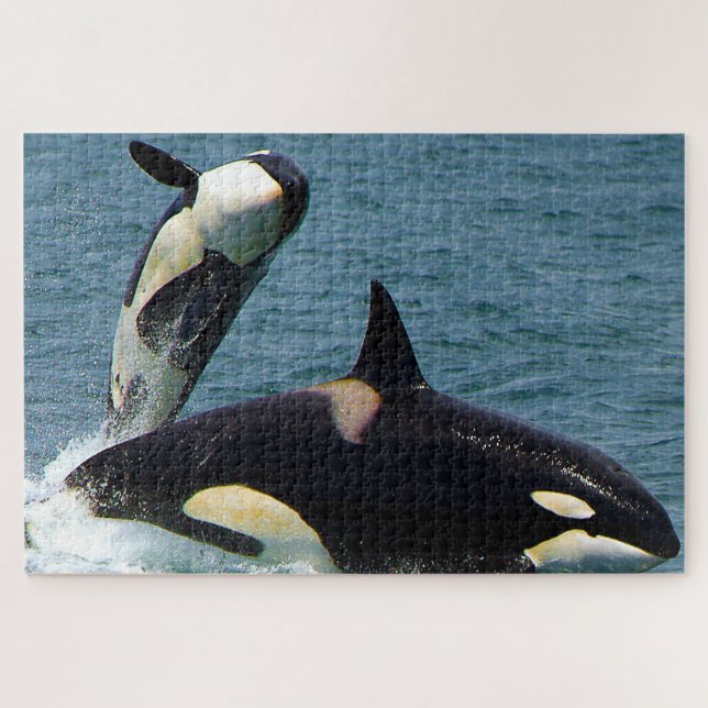 Jigsaws Orcas oder Killer Whales (Horizontal)