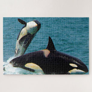 Jigsaws Orcas oder Killer Whales