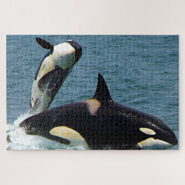 Jigsaws Orcas oder Killer Whales (Horizontal)
