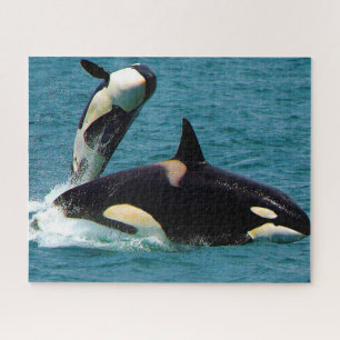 Jigsaws Orcas oder Killer Whales
