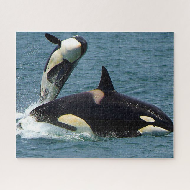 Jigsaws Orcas oder Killer Whales (Horizontal)