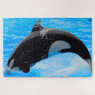 Jigsaws Orcas oder Killer Whales
