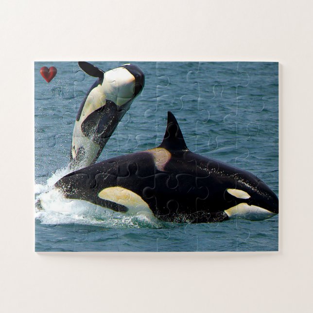 Jigsaws Orcas oder Killer Whales (Horizontal)
