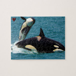 Jigsaws Orcas oder Killer Whales