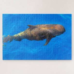 Jigsaws Pilot Whales