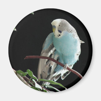 Jill Budgie Round Magnet