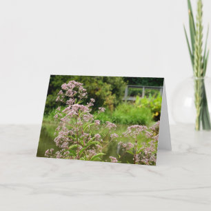 Joe Pye Flowers Note Card Karte