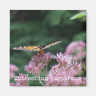 Joe Pye Weed Botanical Magnet