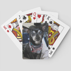Joey les cartes de jeu de chiwawa