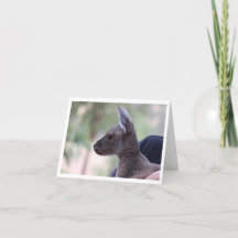 Joey Liebe - KinderGeburtstagskarte