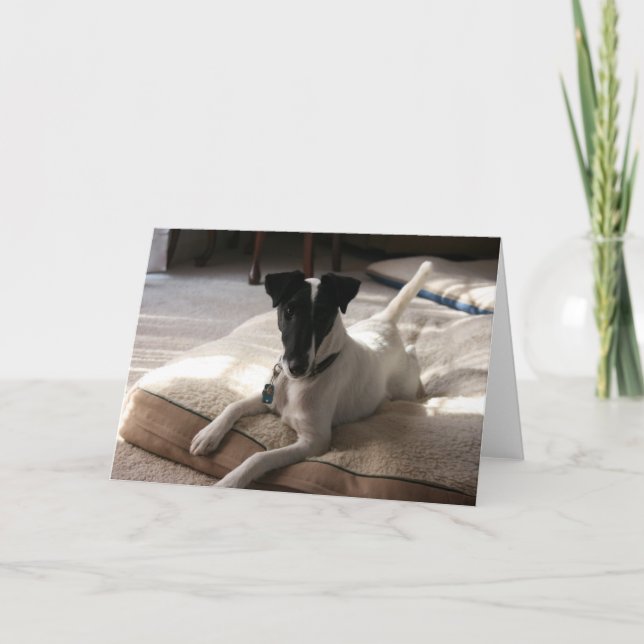 "Joey" Smooth Fox Terrier Dog Foto Grußkarte Karte (Vorderseite)
