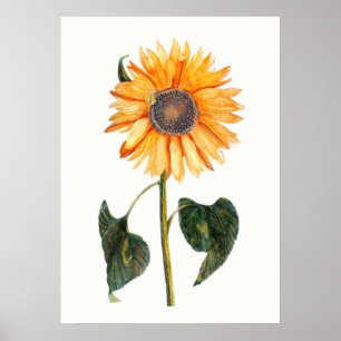 Johannes Teylers Sonnenblume Poster