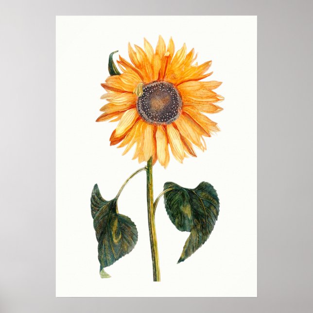 Johannes Teylers Sonnenblume Poster (Vorne)