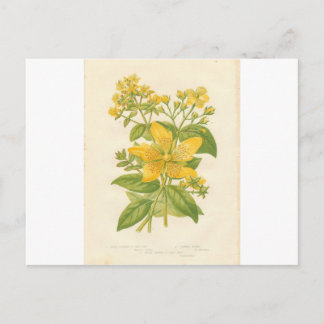 Johanniskraut, Botanische Blume Print Postcard Postkarte