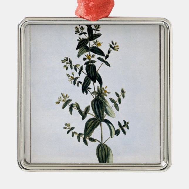 Johanniskraut, Platte 62, 'von der Sammlung Precie Silbernes Ornament (Vorne)