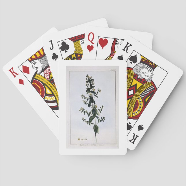 Johanniskraut, Platte 62, 'von der Sammlung Precie Spielkarten (Rückseite)