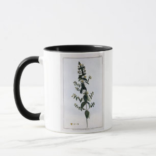 Johanniskraut, Platte 62, 'von der Sammlung Precie Tasse