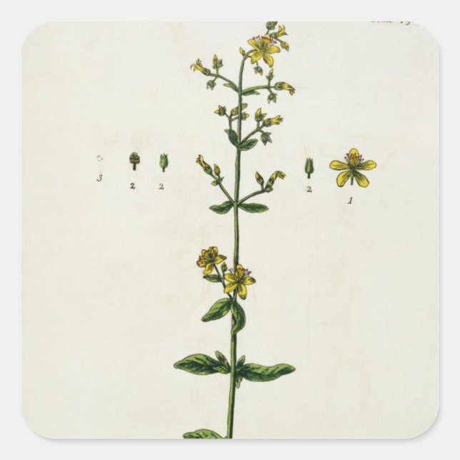 Johanniskraut, Teller 15 von "A Curious Herbal", Quadratischer Aufkleber (Vorderseite)