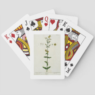 Johanniskraut, Teller 15 von "A Curious Herbal", Spielkarten
