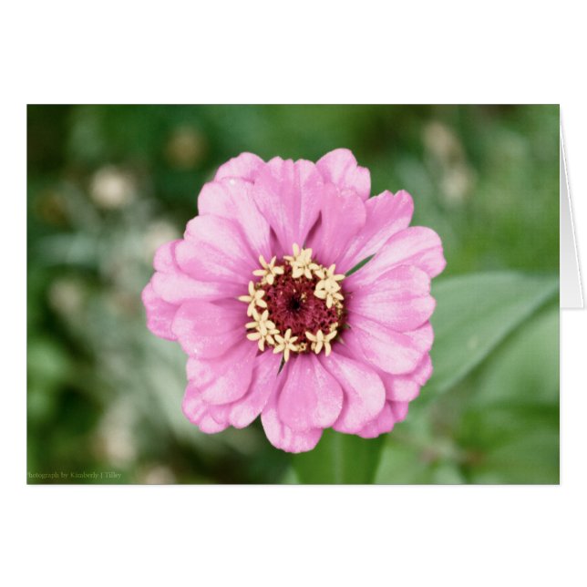 Johann's Beauty (Vorderseite (Horizontal))
