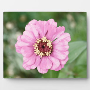 Johann's Beauty Plaque Fotoplatte