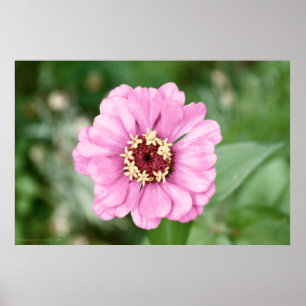 Johann's Beauty Poster