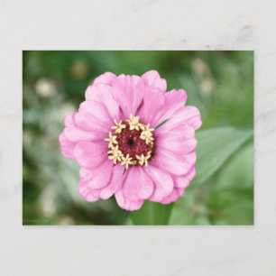 Johann's Beauty Postkarte