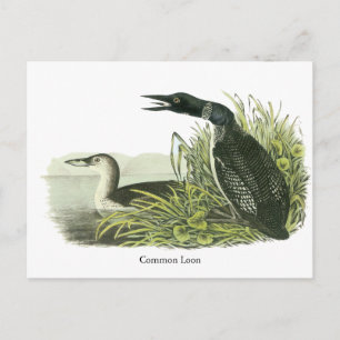 John Audubon Postkarte