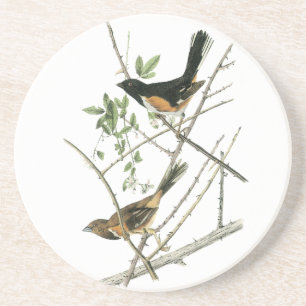 John Audubon Rufous-versah Towhee mit Seiten Untersetzer
