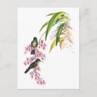 John Gould's Pink Orchids and Hummingbirds