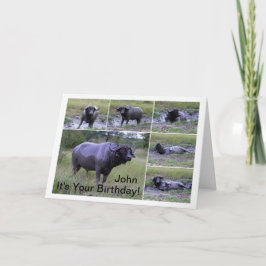 John Happy Birthday Cape Buffalo Mud Bath Karte