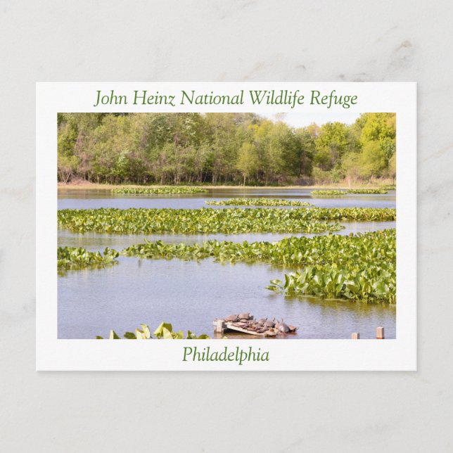 John Heinz National Wildlife Refuge Postkarte (Vorderseite)