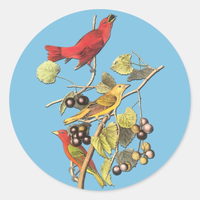 John J Audubon Summer Tanager Bird Art Stickers (Vorderseite)