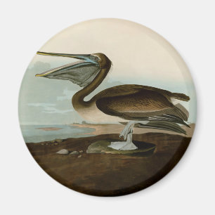 John James Audubon Brauner Pelikan Kunstwerk Maler Magnet