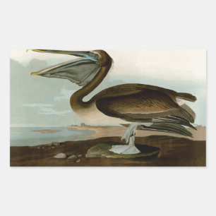 John James Audubon Brauner Pelikan Kunstwerk Maler Rechteckiger Aufkleber