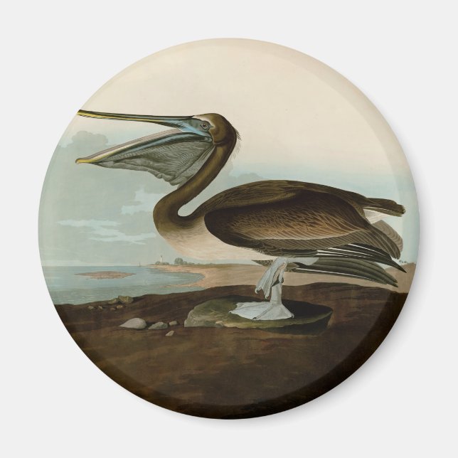 John James Audubon Brown Pelican Artwork Painting Magnet (Vorne)