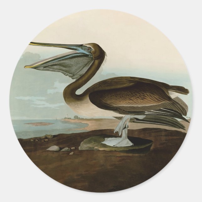 John James Audubon Brown Pelican Artwork Painting Runder Aufkleber (Vorderseite)