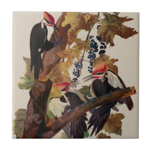 John James Audubon Buntspecht Vogel Druck Fliese