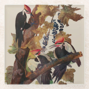 John James Audubon Buntspecht Vogel Druck Glasuntersetzer