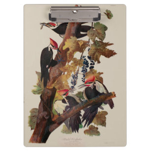 John James Audubon Buntspecht Vogel Druck Klemmbrett