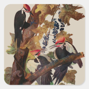 John James Audubon Buntspecht Vogel Druck Quadratischer Aufkleber