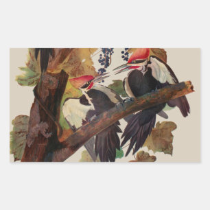 John James Audubon Buntspecht Vogel Druck Rechteckiger Aufkleber
