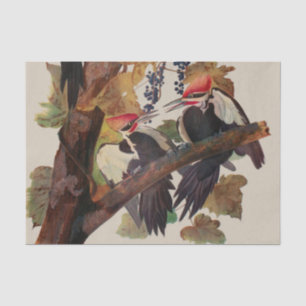 John James Audubon Buntspecht Vogel Druck Seidenpapier