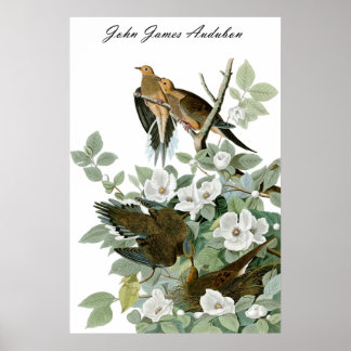 John James Audubon Carolina Pigeon Morning Dove 1 Poster