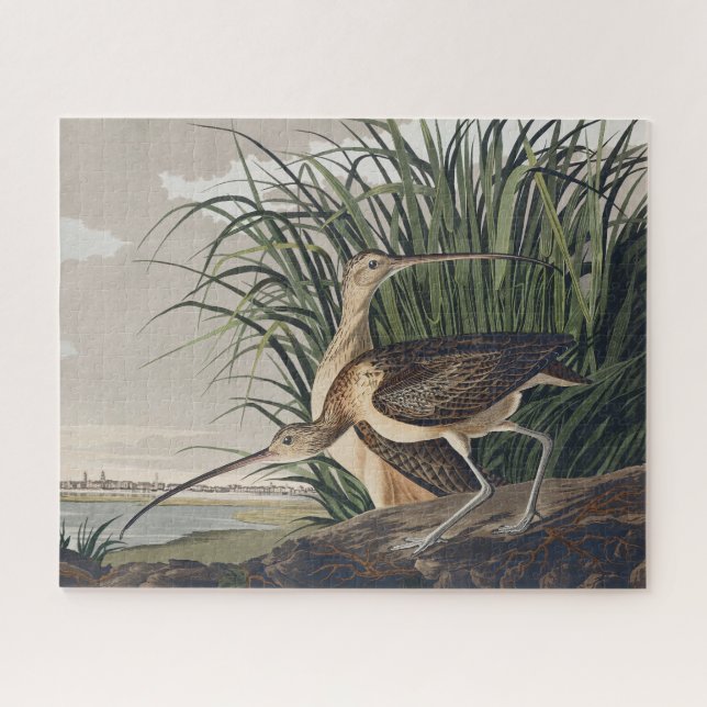 John James Audubon Long Billed Curlew Bird (Horizontal)