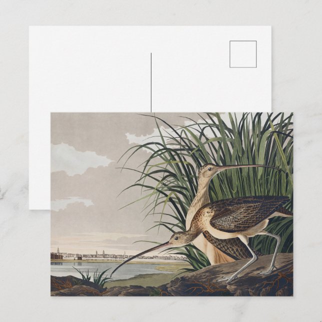 John James Audubon Long Billed Curlew Bird Postkarte (Vorne/Hinten)