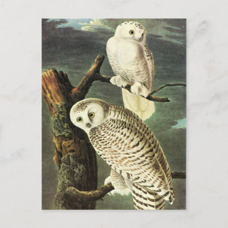 John James Audubon Owls Fine Art Postkarte