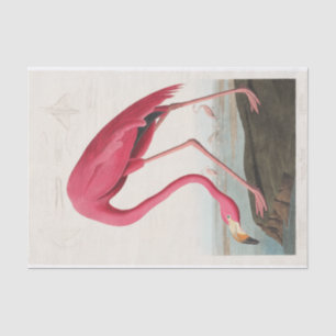 John James Audubon   Rosa Flamingo Seidenpapier